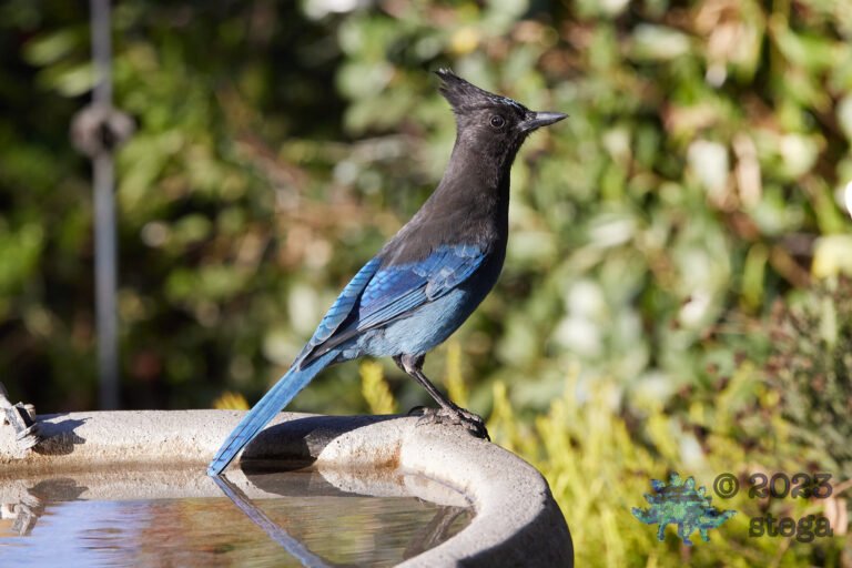 Steller’s Jay