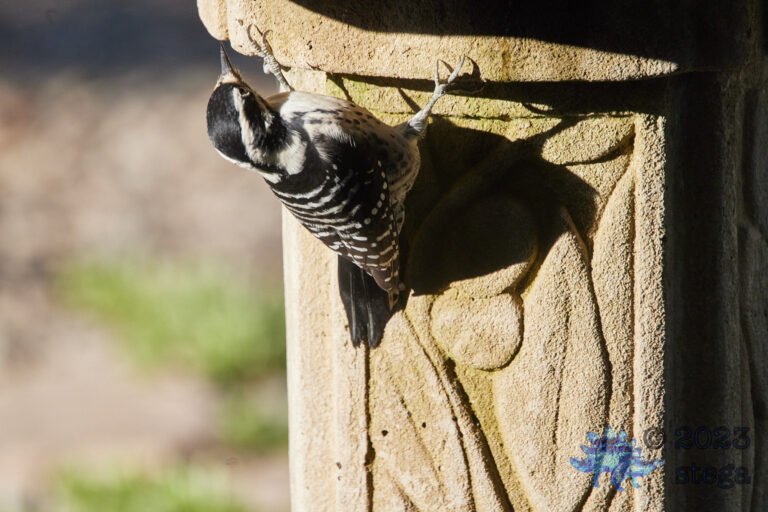 Nuttall’s Woodpecker