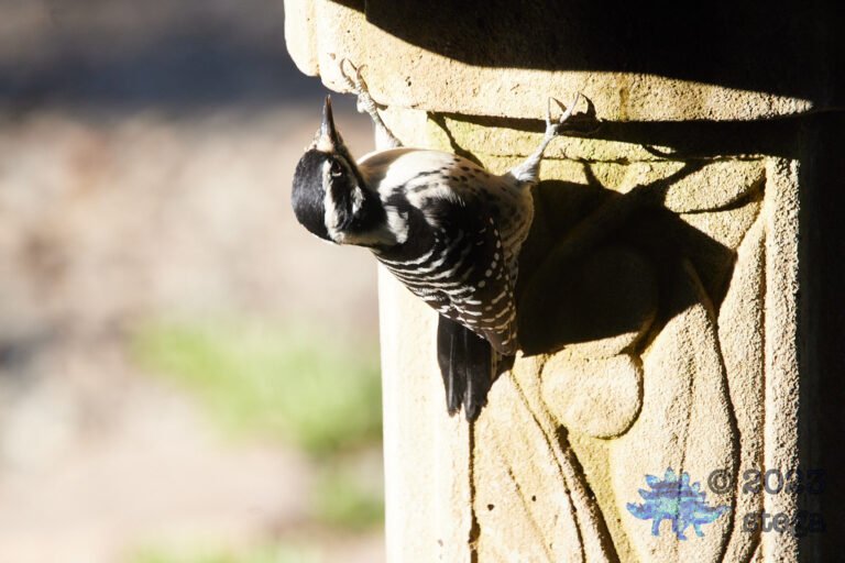 Nuttall’s Woodpecker