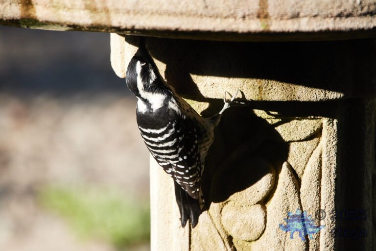 Nuttall’s Woodpecker