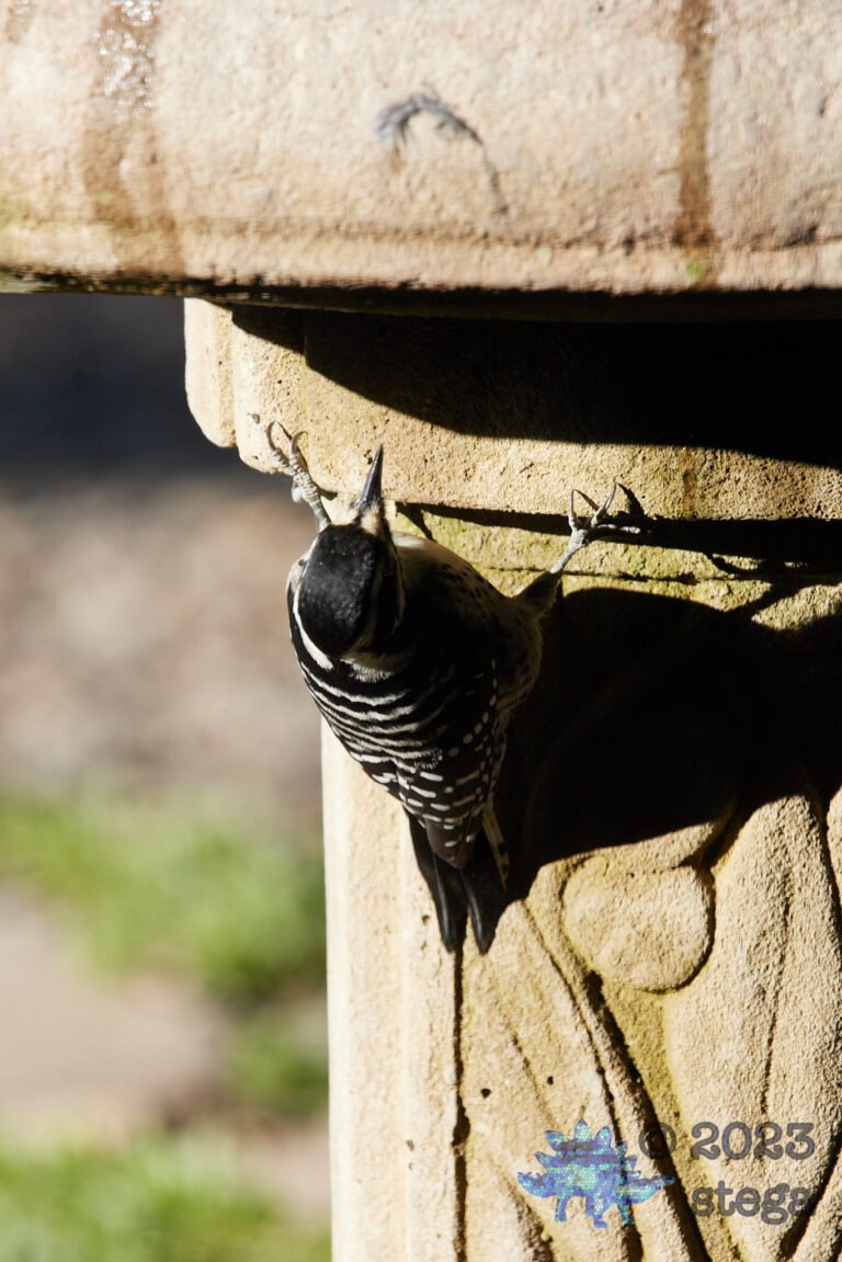 Nuttall’s Woodpecker