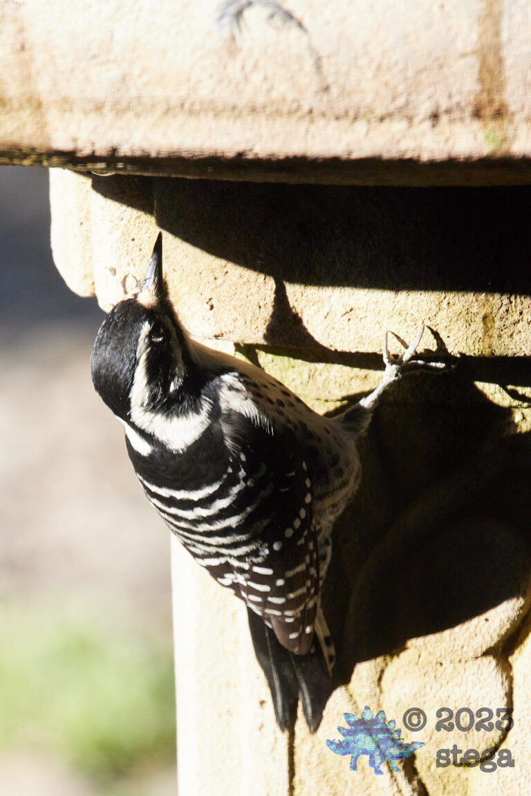 Nuttall’s Woodpecker
