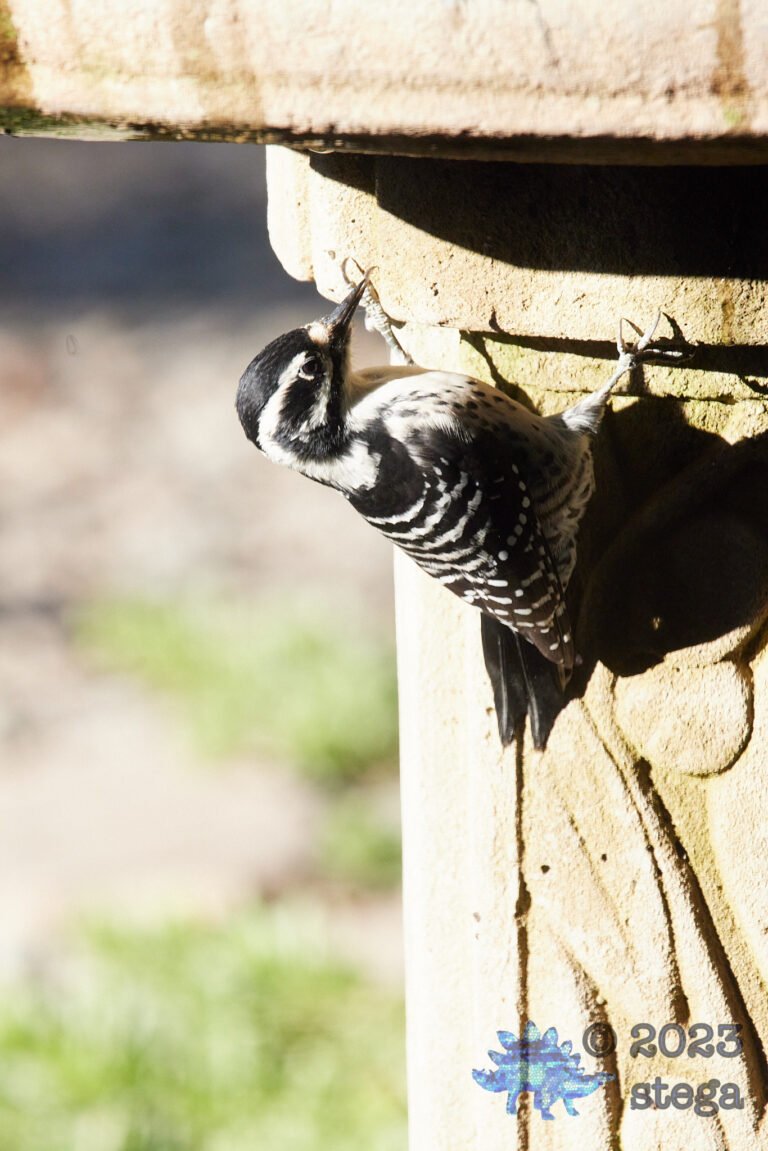 Nuttall’s Woodpecker