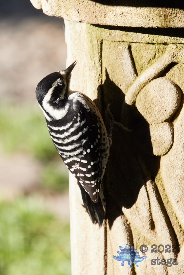 Nuttall’s Woodpecker