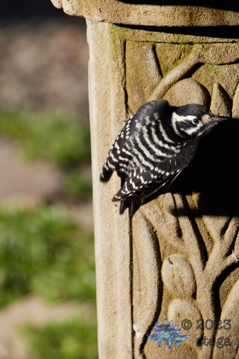 Nuttall’s Woodpecker