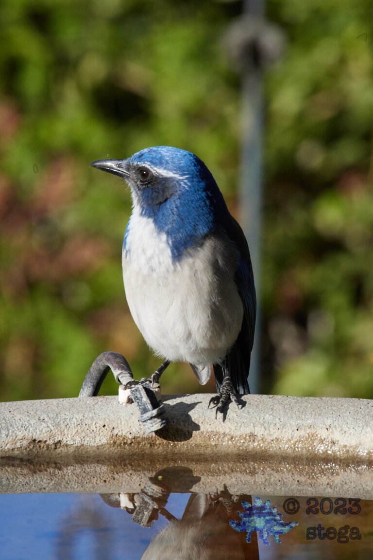 California Scrub Jay Week