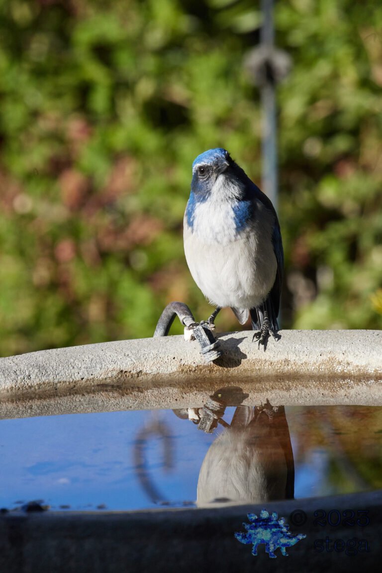 California Scrub Jay