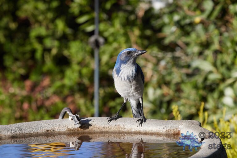 California Scrub Jay Week