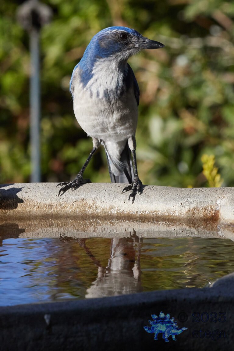 California Scrub Jay