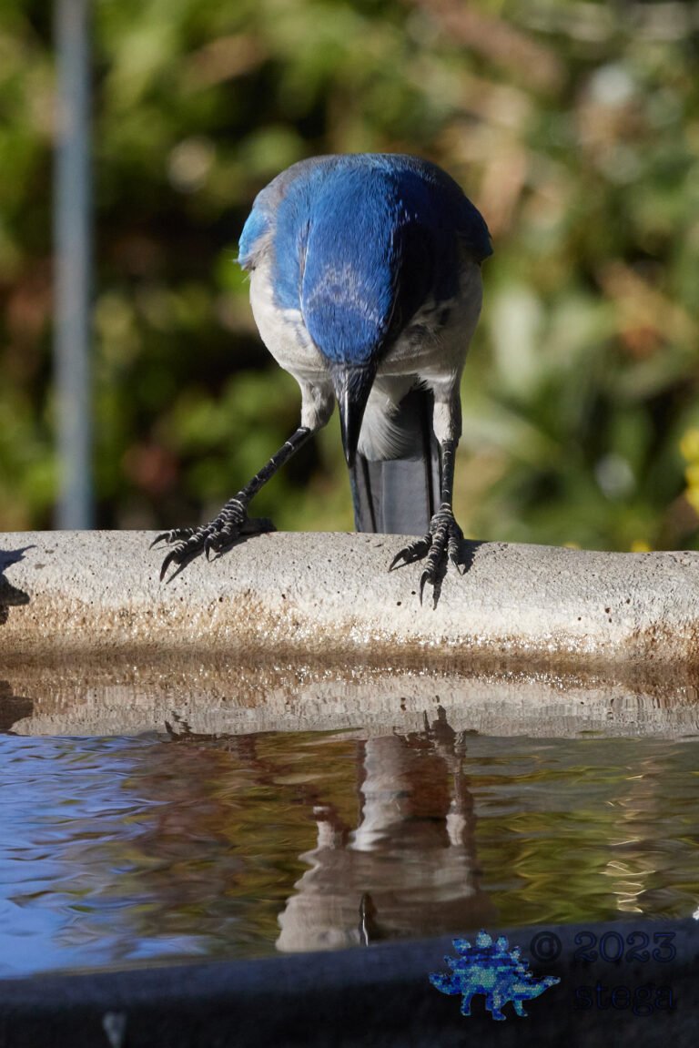 California Scrub Jay Week