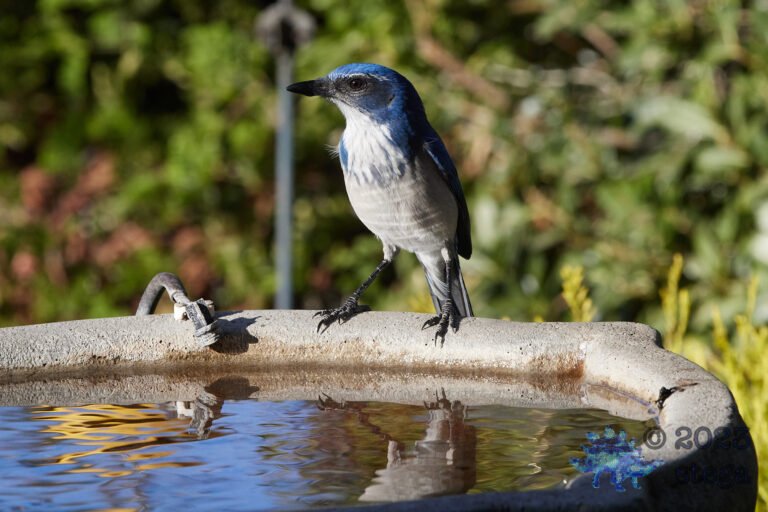 California Scrub Jay Week