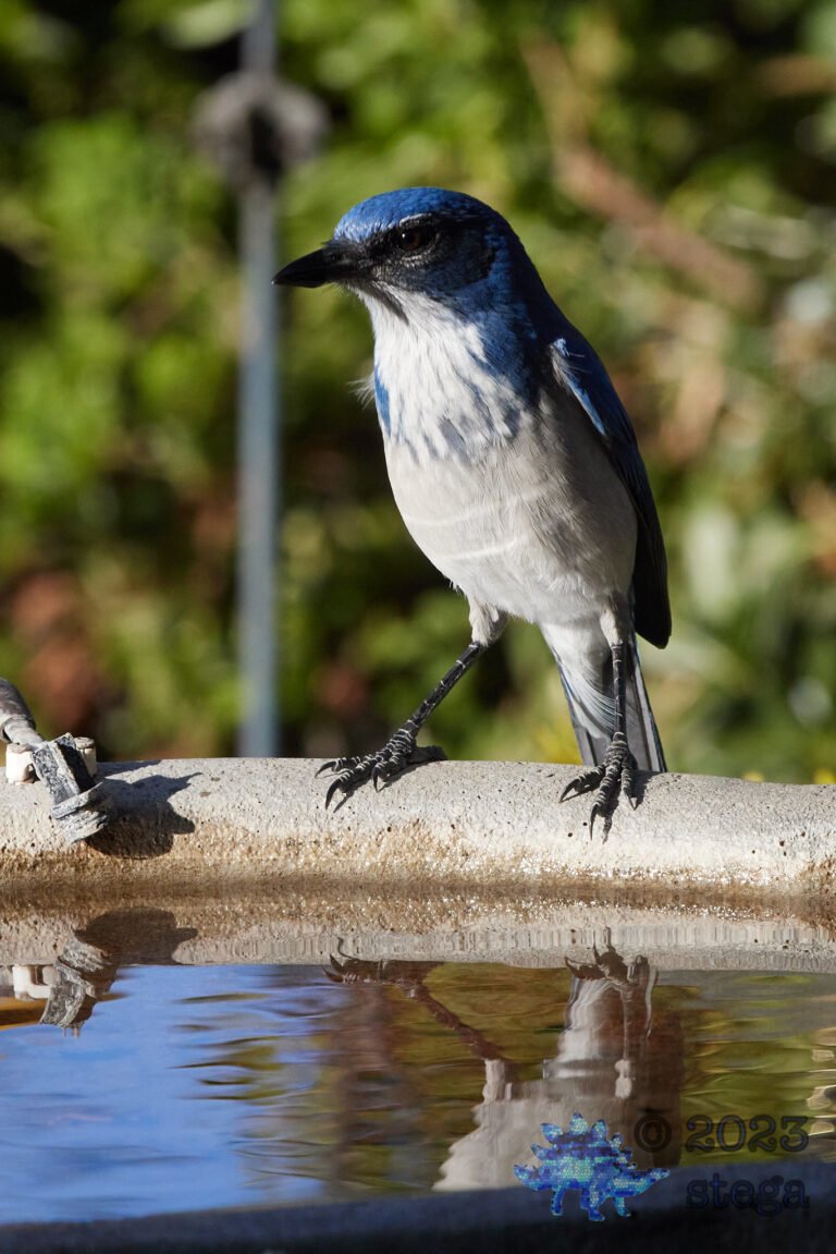 California Scrub Jay Week