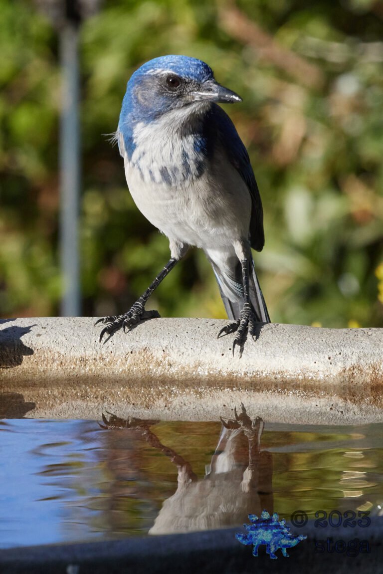 California Scrub Jay