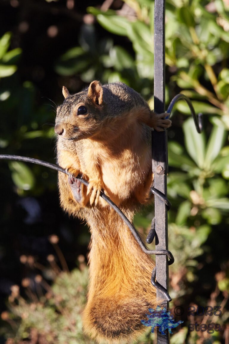 Fox Squirrel