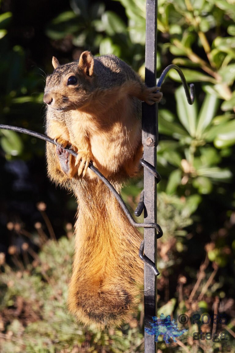 Fox Squirrel