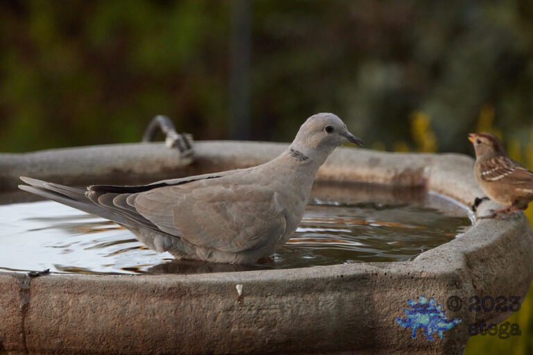 Eurasian Collared Dove