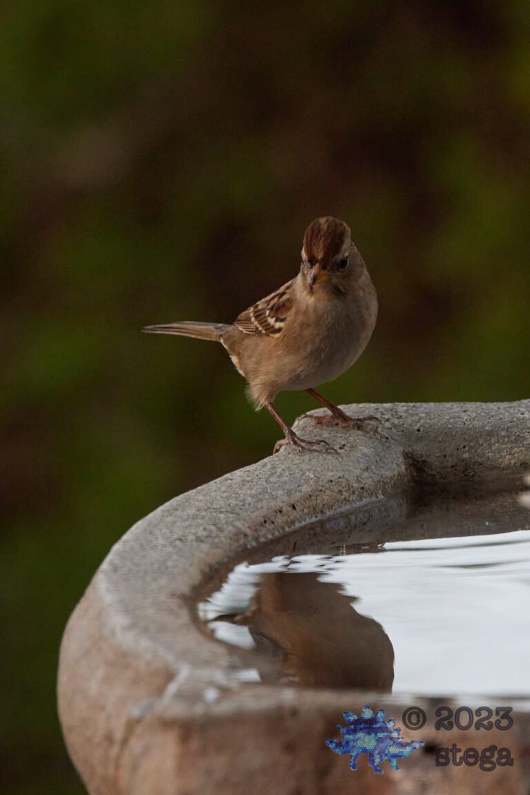 White-Crowned Sparrow