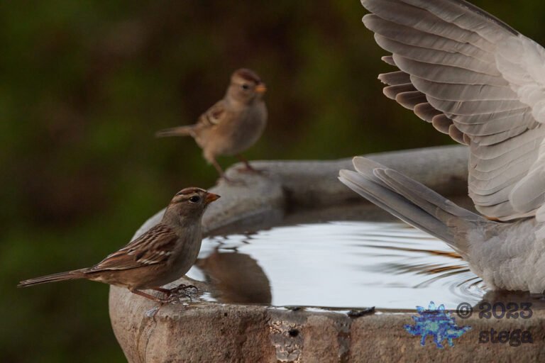 White Crowned Sparrow