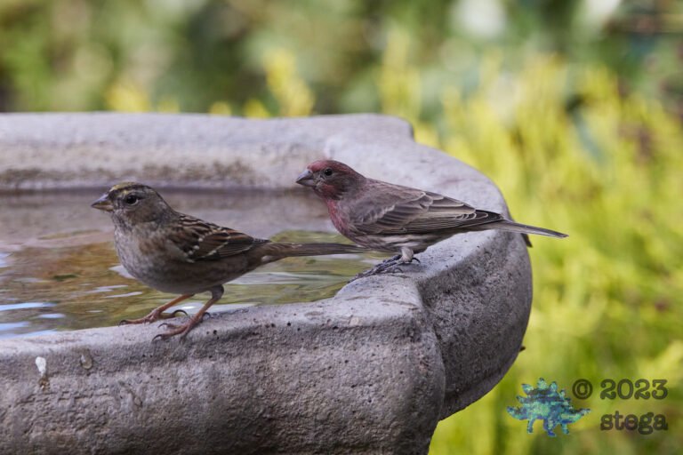 Finch and Sparrow