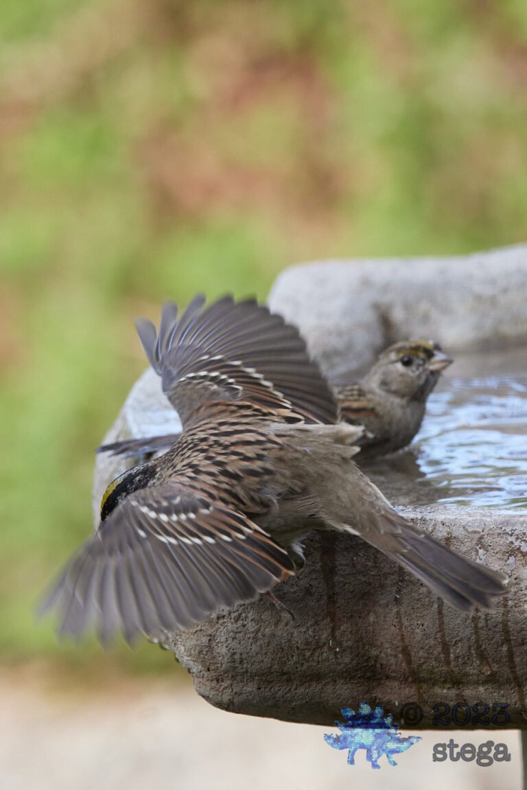 Sparrow Week
