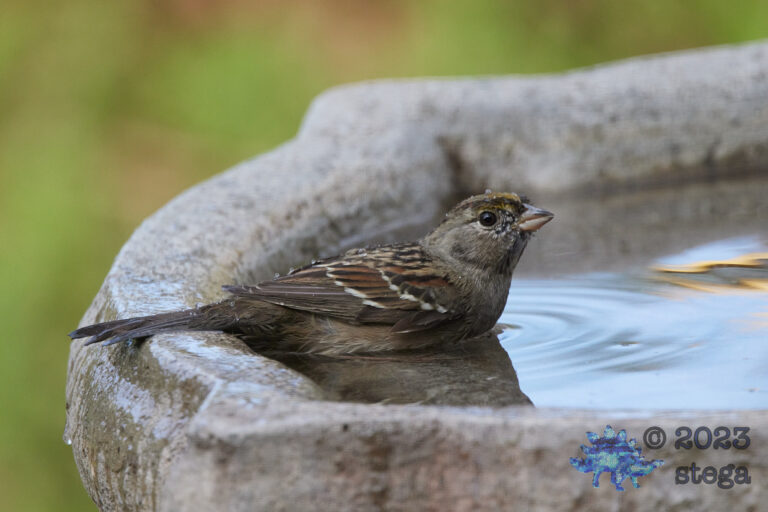 Gold-Crowned Sparrow