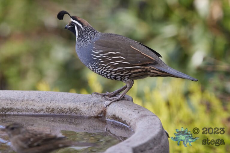 California Quail Week