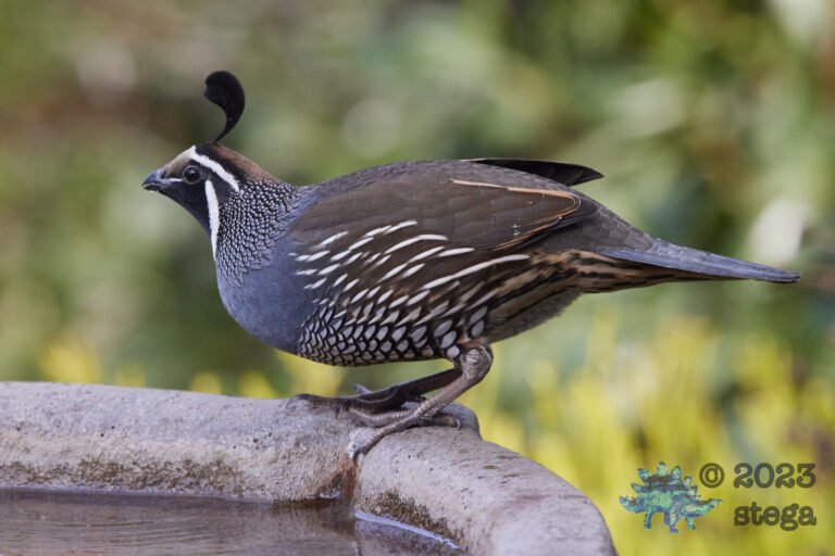 California Quail