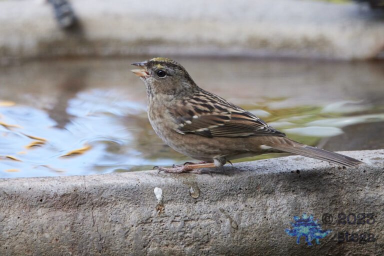 Gold-Crowned Sparrow