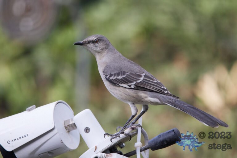 Northern Mockingbird