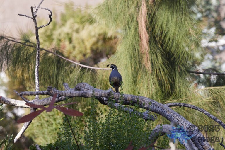 California Quail Week