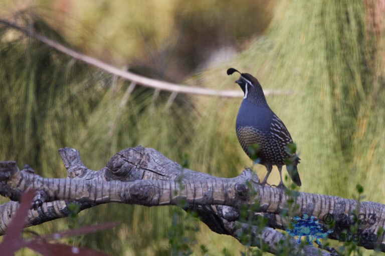 California Quail