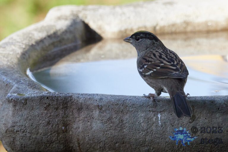 Gold-Crowned Sparrow