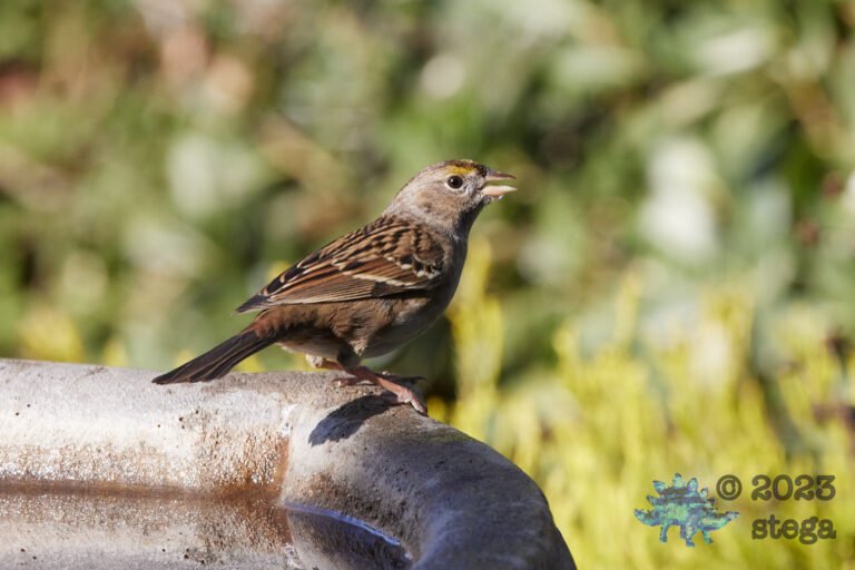Gold-Crowned Sparrow