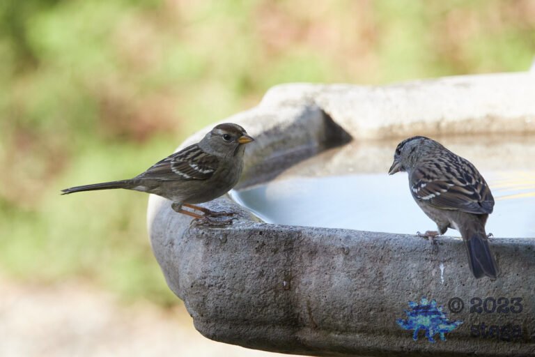 Sparrow Week