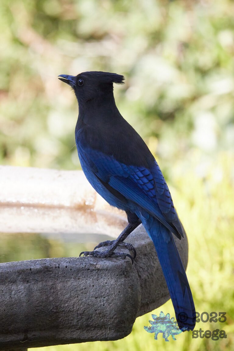 Steller’s Jay