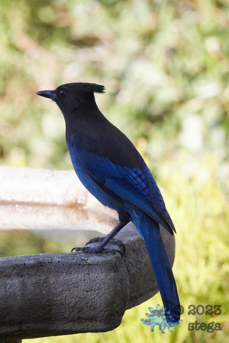 Steller’s Jay