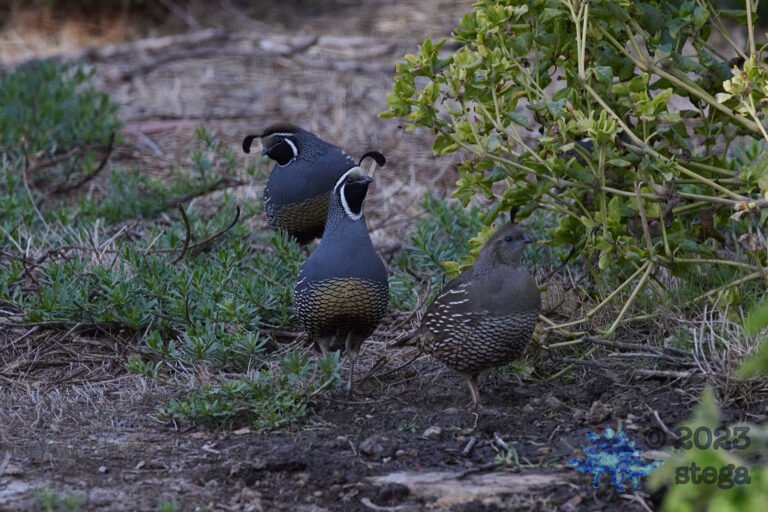 California Quail