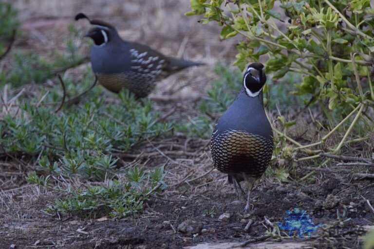 California Quail