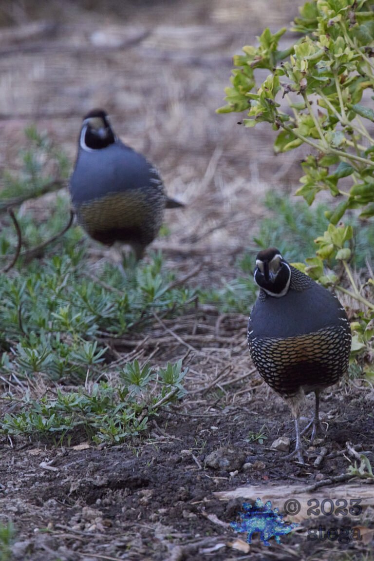 California Quail