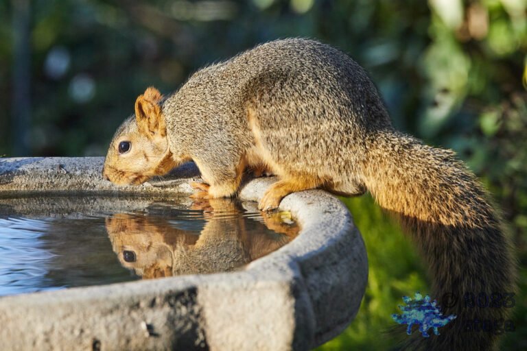 Fox Squirrel
