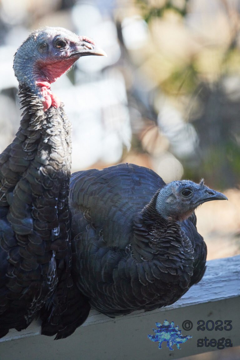 Turkey Week