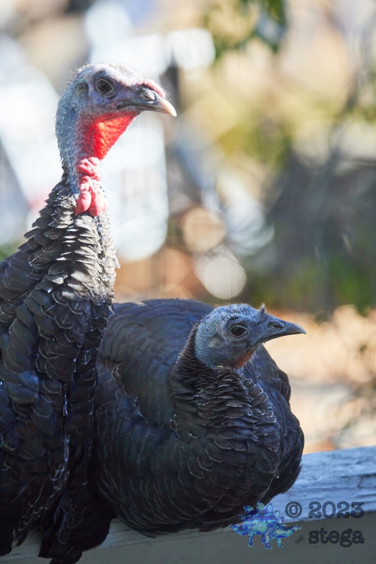 Turkey Week