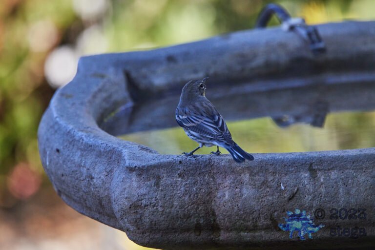 Yellow-Rumped Warbler