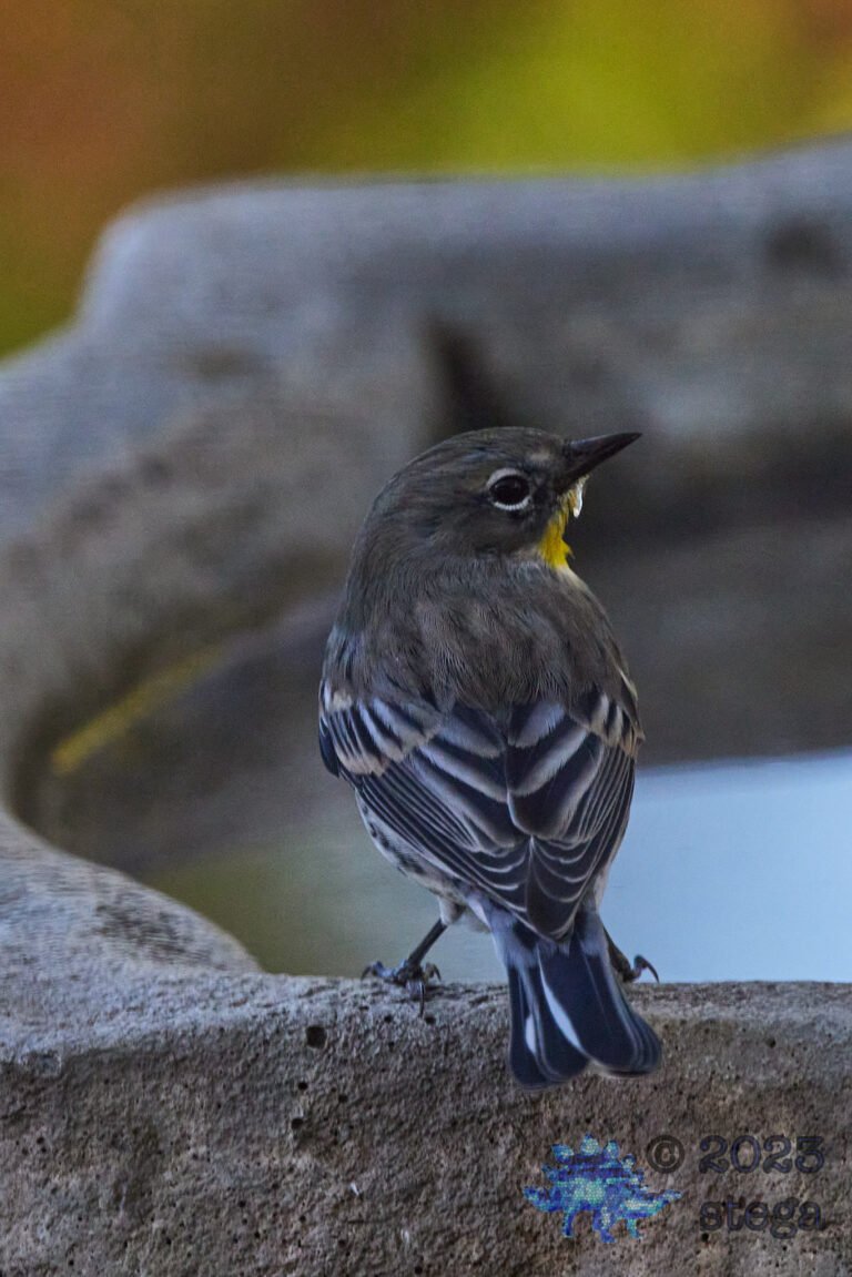 Yellow-Rumped Warbler