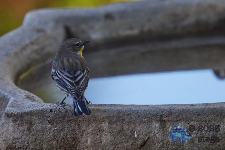 Yellow-Rumped Warbler