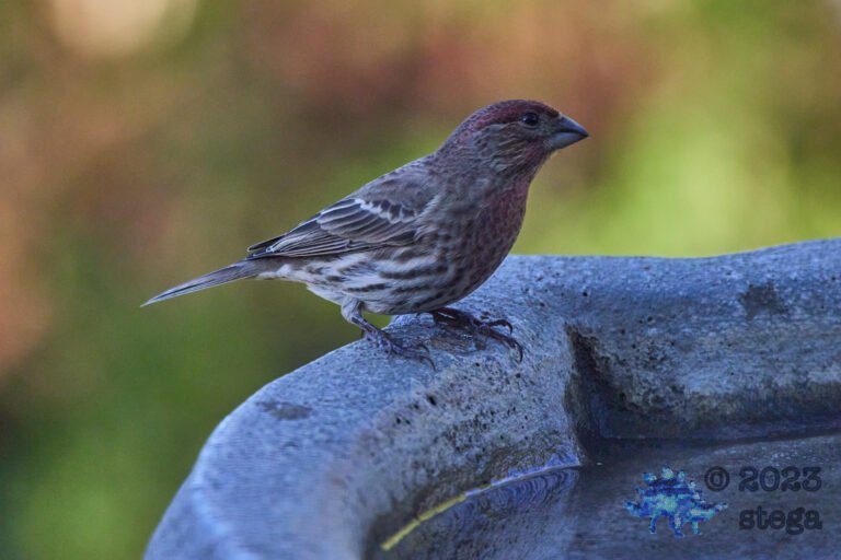 House FInch