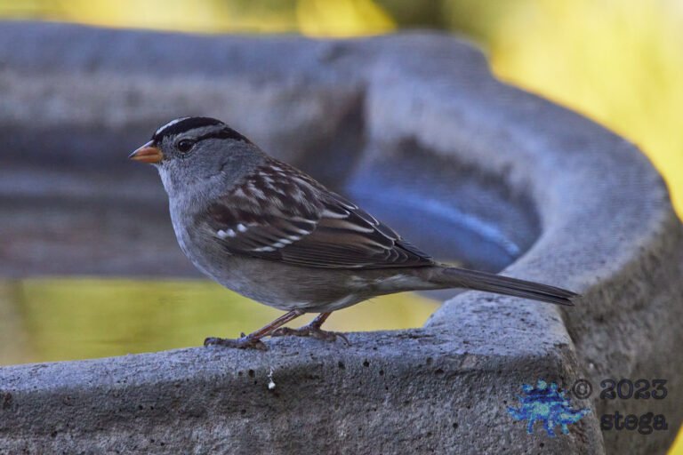White-Crowned Sparrow