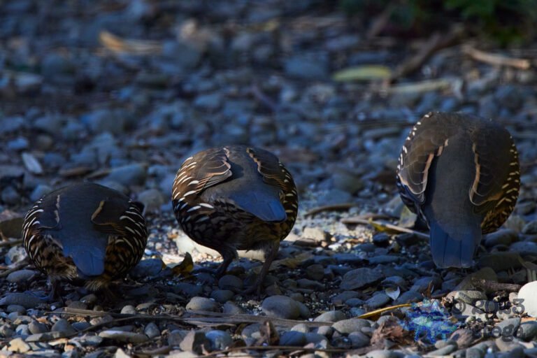 California Quail