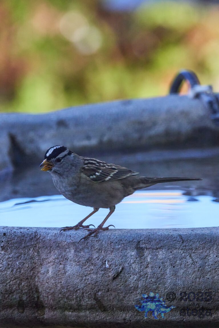 White-Crowned Sparrow