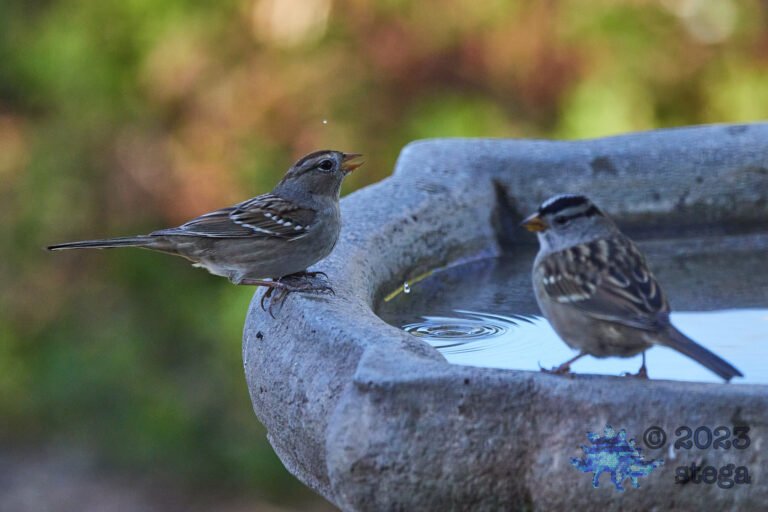 White-Crowned Sparrow